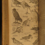 1610 BIRDS Ornithology Ulisse Aldrovandi Science Illustrated Bats HARPY Peacocks