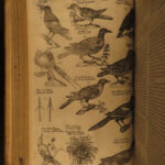 1610 BIRDS Ornithology Ulisse Aldrovandi Science Illustrated Bats HARPY Peacocks