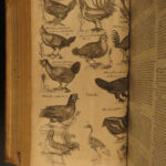 1610 BIRDS Ornithology Ulisse Aldrovandi Science Illustrated Bats HARPY Peacocks