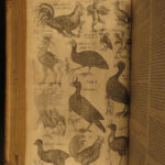 1610 BIRDS Ornithology Ulisse Aldrovandi Science Illustrated Bats HARPY Peacocks
