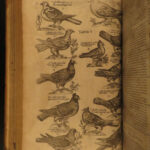 1610 BIRDS Ornithology Ulisse Aldrovandi Science Illustrated Bats HARPY Peacocks