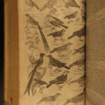 1610 BIRDS Ornithology Ulisse Aldrovandi Science Illustrated Bats HARPY Peacocks
