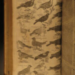 1610 BIRDS Ornithology Ulisse Aldrovandi Science Illustrated Bats HARPY Peacocks
