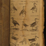 1610 BIRDS Ornithology Ulisse Aldrovandi Science Illustrated Bats HARPY Peacocks