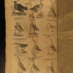 1610 BIRDS Ornithology Ulisse Aldrovandi Science Illustrated Bats HARPY Peacocks