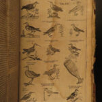 1610 BIRDS Ornithology Ulisse Aldrovandi Science Illustrated Bats HARPY Peacocks