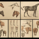 1816 HORSES 1ed Figure Henry Alken ART Equestrian Masterpiece Farming Veterinary