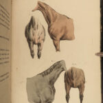 1816 HORSES 1ed Figure Henry Alken ART Equestrian Masterpiece Farming Veterinary