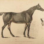 1816 HORSES 1ed Figure Henry Alken ART Equestrian Masterpiece Farming Veterinary