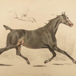 1816 HORSES 1ed Figure Henry Alken ART Equestrian Masterpiece Farming Veterinary