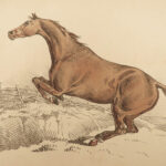 1816 HORSES 1ed Figure Henry Alken ART Equestrian Masterpiece Farming Veterinary