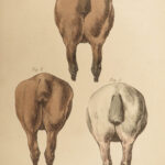 1816 HORSES 1ed Figure Henry Alken ART Equestrian Masterpiece Farming Veterinary
