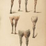 1816 HORSES 1ed Figure Henry Alken ART Equestrian Masterpiece Farming Veterinary