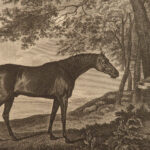 1833 HORSES Complete Farrier Veterinary Medicine HUNTING Dogs Sports Illustrated
