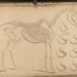 1833 HORSES Complete Farrier Veterinary Medicine HUNTING Dogs Sports Illustrated