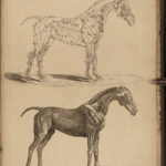 1833 HORSES Complete Farrier Veterinary Medicine HUNTING Dogs Sports Illustrated
