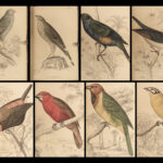 1845 Jardine Naturalist BIRDS West Africa Ornithology Falcon Hawk Songbirds ART