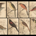 1845 Jardine Naturalist BIRDS West Africa Ornithology Falcon Hawk Songbirds ART