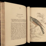 1845 Jardine Naturalist BIRDS West Africa Ornithology Falcon Hawk Songbirds ART