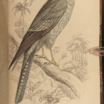 1845 Jardine Naturalist BIRDS West Africa Ornithology Falcon Hawk Songbirds ART