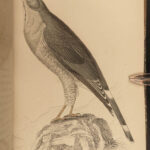 1845 Jardine Naturalist BIRDS West Africa Ornithology Falcon Hawk Songbirds ART