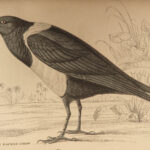 1845 Jardine Naturalist BIRDS West Africa Ornithology Falcon Hawk Songbirds ART
