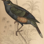 1845 Jardine Naturalist BIRDS West Africa Ornithology Falcon Hawk Songbirds ART