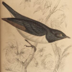 1845 Jardine Naturalist BIRDS West Africa Ornithology Falcon Hawk Songbirds ART