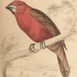 1845 Jardine Naturalist BIRDS West Africa Ornithology Falcon Hawk Songbirds ART
