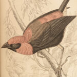 1845 Jardine Naturalist BIRDS West Africa Ornithology Falcon Hawk Songbirds ART