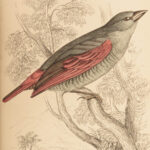 1845 Jardine Naturalist BIRDS West Africa Ornithology Falcon Hawk Songbirds ART