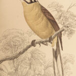 1845 Jardine Naturalist BIRDS West Africa Ornithology Falcon Hawk Songbirds ART