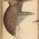 1845 Jardine Naturalist BIRDS West Africa Ornithology Falcon Hawk Songbirds ART
