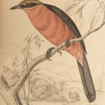 1845 Jardine Naturalist BIRDS West Africa Ornithology Falcon Hawk Songbirds ART