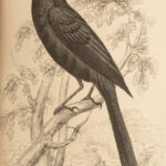 1845 Jardine Naturalist BIRDS West Africa Ornithology Falcon Hawk Songbirds ART