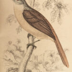 1845 Jardine Naturalist BIRDS West Africa Ornithology Falcon Hawk Songbirds ART