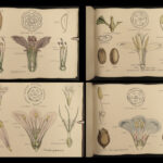 1874 1ed Illustrations Vegetable Kingdom Botany 109 Botanical Flower Color ART!