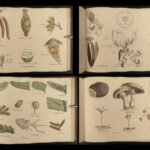 1874 1ed Illustrations Vegetable Kingdom Botany 109 Botanical Flower Color ART!