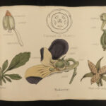 1874 1ed Illustrations Vegetable Kingdom Botany 109 Botanical Flower Color ART!