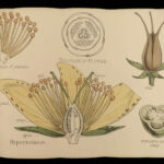 1874 1ed Illustrations Vegetable Kingdom Botany 109 Botanical Flower Color ART!