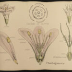 1874 1ed Illustrations Vegetable Kingdom Botany 109 Botanical Flower Color ART!