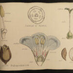 1874 1ed Illustrations Vegetable Kingdom Botany 109 Botanical Flower Color ART!