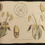 1874 1ed Illustrations Vegetable Kingdom Botany 109 Botanical Flower Color ART!