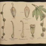 1874 1ed Illustrations Vegetable Kingdom Botany 109 Botanical Flower Color ART!