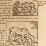 1595 Hieroglyphica EGYPT Egyptian Hieroglyphics Illustrated Bolzani Horapollo