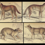 1844 DOGS Naturalists Jardine Mammalia Canine Wolf Wolves Fox Color Illustrated