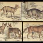 1844 DOGS Naturalists Jardine Mammalia Canine Wolf Wolves Fox Color Illustrated