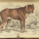 1844 DOGS Naturalists Jardine Mammalia Canine Wolf Wolves Fox Color Illustrated