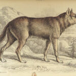 1844 DOGS Naturalists Jardine Mammalia Canine Wolf Wolves Fox Color Illustrated