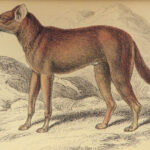 1844 DOGS Naturalists Jardine Mammalia Canine Wolf Wolves Fox Color Illustrated